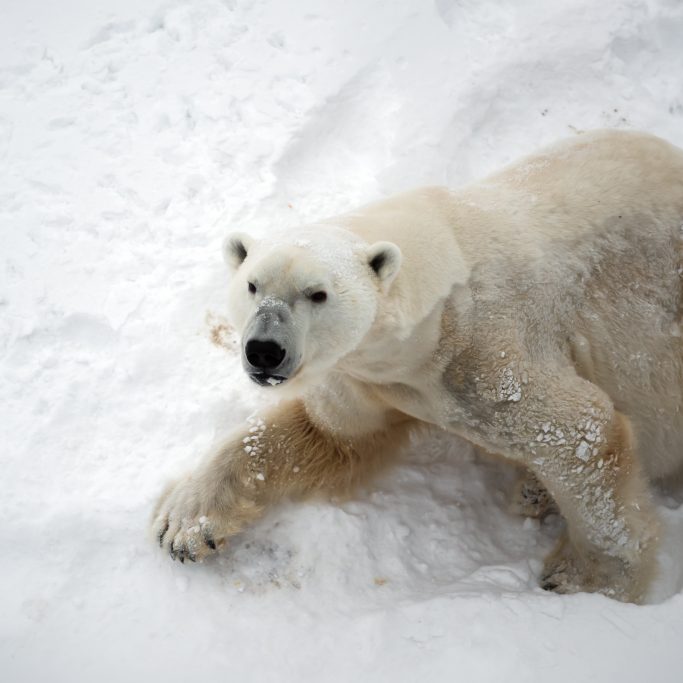 Schiffsreise | Expedition rund um Spitzbergen